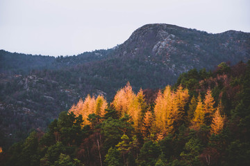 Forest in Norwegian mountains. Colors of autumn.