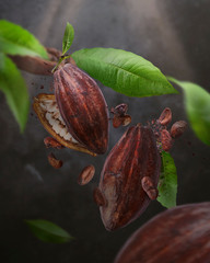 Cocoa pod flying in the air. Cracked cocoa pod and bean levitate on gark gray concrete background....