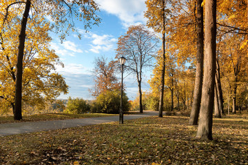 Autumn sunny day in the park. Yellow leaves on the trees, bench.