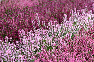Heidekraut - Erika - Textur - Hintergrund - in der Heide