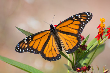 Butterfly 2019-126 / Monarch butterfly (Danaus plexippus)