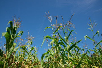 Obraz premium Tall Corn Stalks in a Field and Sky