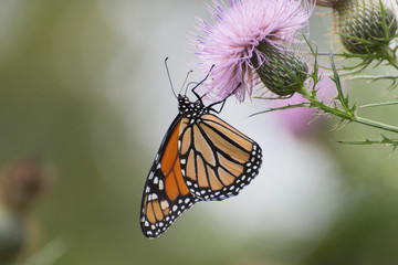 Butterfly 2019-127 / Monarch butterfly (Danaus plexippus)