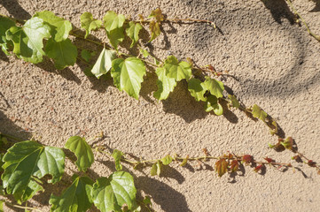 Green grape branch on the wall, beautiful background,