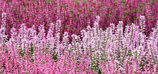 Obraz premium Heidekraut Erika - Herbstblumen Friedhofsbepflanzung