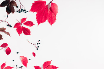 Autumn creative composition. Red leaves and wild grape berries on white background. Fall, thanksgiving day concept. Autumn background. Flat lay, top view, copy space
