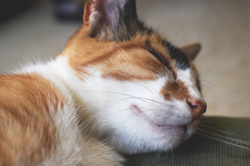 Calico cat sleeping, three colored pet