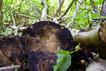 Close up of the end of a fallen tree