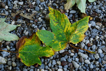 herbstlich gefärbte Laubblätter liegen am Boden