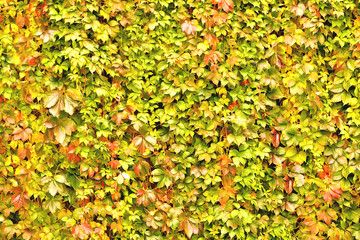 wall overgrown with climbing plant, wall texture of colorful leaves for design backgrounds and eco backgrounds and carvings for artwork autumn tinted