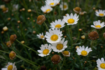 Multiple daisy flowers with rain drops against green grass