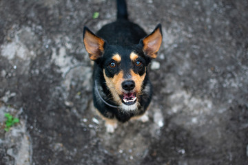 Happy black brown dog looking up at camera against grey asphalt