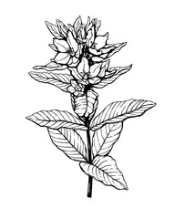 Branch with flowers of wild plant yellow spotted loosestrife (also known as Lysimachia punctata, the dotted large loosestrife). Black and white outline illustration hand drawn work isolated on white 