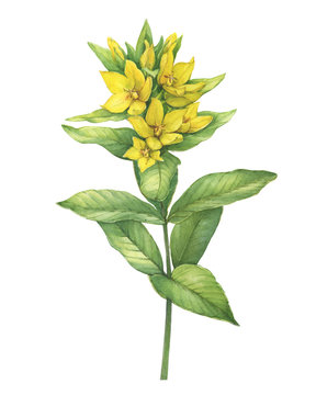 Branch with flowers of wild plant yellow spotted loosestrife (also known as Lysimachia punctata, the dotted large loosestrife). Watercolor hand drawn painting illustration isolated on white background