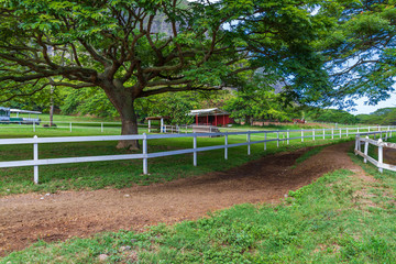 Horse Ranch in Hawaii