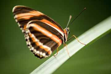 Papillon à la Source