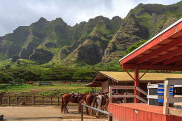 Horse Ranch in Hawaii - 294259489