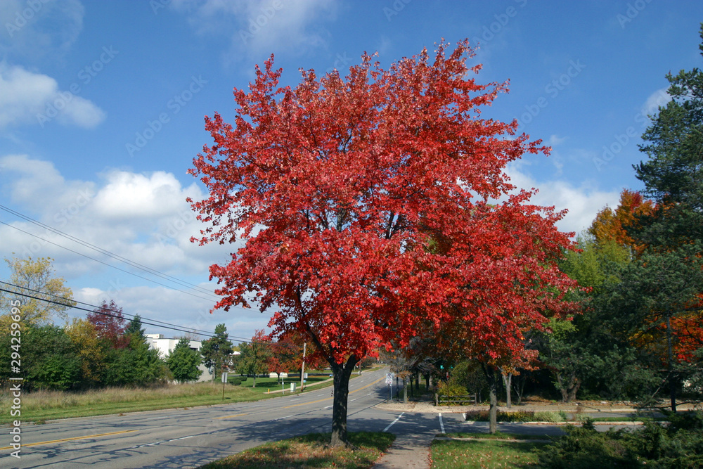 Wall mural red maple tree in autumn