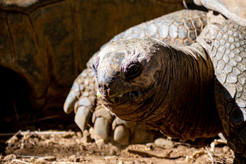 Side view of giant Seychelles tortoise bathing at sunset while eating green vegetables