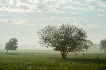 Rural Landscape Early Morning