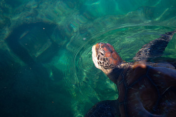 Chelonia mydas turtle peaking out of the water at the Kélonia museum on Réunion island