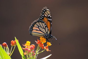 Butterfly 2019-131 / Monarch butterfly (Danaus plexippus) on milkweed