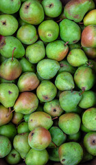 Heap of green pears for background texture, close-up, top view, copy space for text