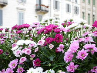 Fototapeta na wymiar Flower MArket in Milan