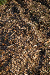 Holzspäne im Wald
