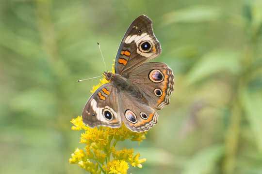 Butterfly 2019-134 /  Buckeye Butterfly (Junonia coenia)