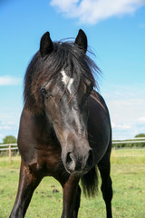 Obraz premium A dark horse plays for the camera