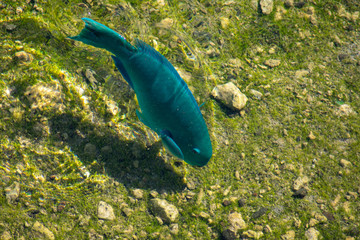 A blue captain parrotfish swimming against brown green sediment