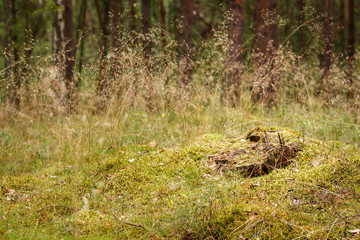 Naklejka na ściany i meble in the forest, Gdańsk, Poland
