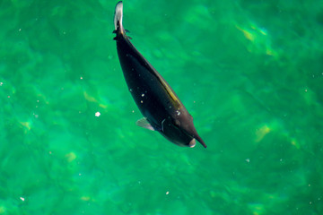 Young short-nose unicornfish swimming against green background