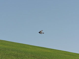 Australian raven flying