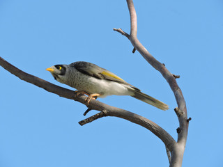 Noisy miner perched on branch