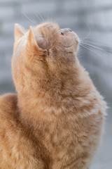Cute calm british cat redhead in the sun