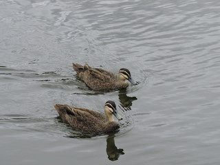 Pair of pacific black ducks swimming