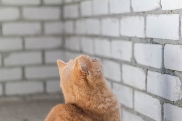 Cute calm british cat redhead in the sun