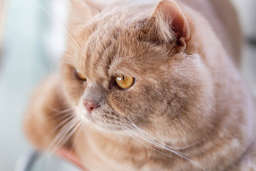 Cute calm british cat redhead in the sun
