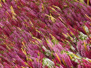 Flower Market in Milan - Heather