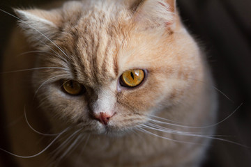 Cute calm british cat redhead in the sun