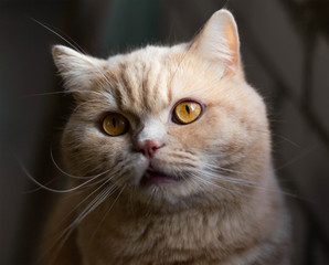 Surprised, focused British redhead cat on a brick wall background.