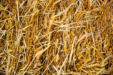straw, dry straw texture background