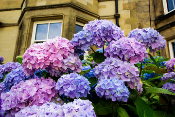 Beautiful, three color hydrangea blossom outside English houses, close up