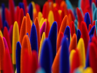 Sanseviera colored