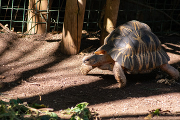 Tropical tortoise walking through shadow on sunny day