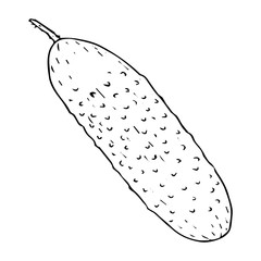 Cucumber sketch black line isolated on white background