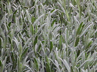 flower Market in Milan