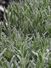 flower Market in Milan